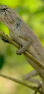 Chameleon blending on a leafy branch, perfect for nature lovers.