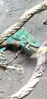 Chameleon blends into twisted branch on gray stone background.