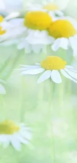 Chamomile flowers with soft green background.