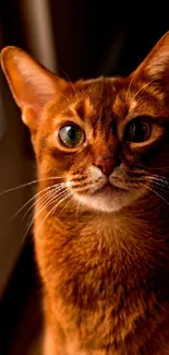 Portrait of an Abyssinian cat with striking green eyes and warm brown fur.