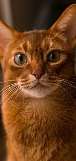 Close-up of a charming ginger Abyssinian cat with green eyes.