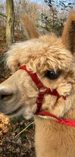 Cute alpaca with a red halter in a serene forest.