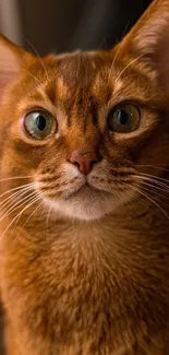 Close-up of a charming amber cat with striking green eyes.