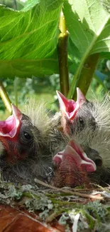 Adorable baby birds in their nest with lush green leaves background.