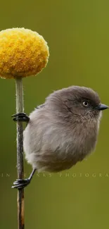 Cute bird perched on stem with round yellow flower.