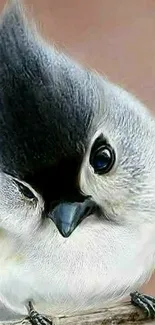 Cute tufted titmouse bird on a branch wallpaper.