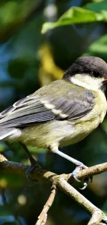 Bird perched on a branch surrounded by green leaves.