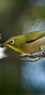 A small green bird perched on a branch with white blossoms in the background.