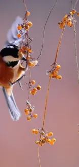 Beautiful bird perched on berry-laden branches with a soft peach background.