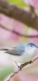 Bird perched on a branch with pink blossoms in the background.