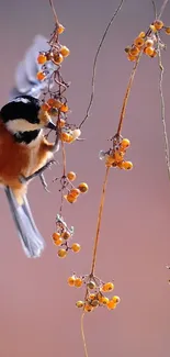 Beautiful bird perched on a berry-laden branch with an orange background.
