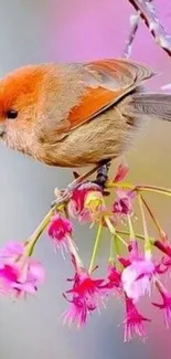 A small bird perched on a branch with vibrant pink flowers.