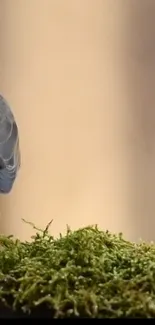 Bird perched on vibrant moss with a beige background.