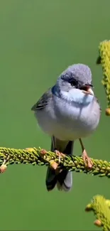 Small bird perched on a green pine branch in nature.