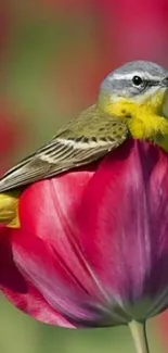 Colorful bird perched on a vibrant red tulip.