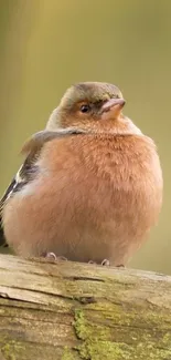 Fluffy bird perched on a wooden branch with blurred background.