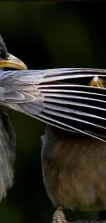 Two birds with detailed feathers perched on a branch in lush greenery.