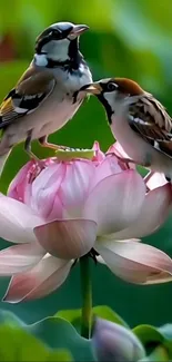 Two birds perched on a blooming lotus flower.