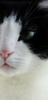 Close-up of a black and white cat's face.