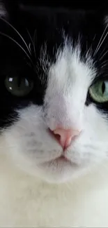 Close-up of a black and white cat with green eyes, perfect for phone wallpaper.