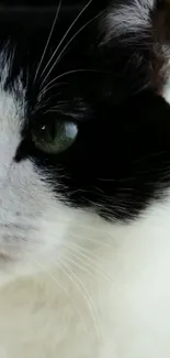 Close-up of a black and white cat with green eyes.