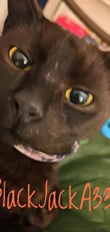 Close-up of a black cat with bright eyes on a green cushion.