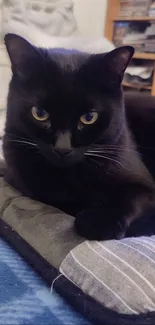 Black cat resting on a soft pillow, cozy atmosphere.