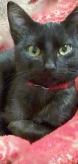 Black cat resting on a red blanket with bright green eyes.