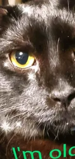 Close-up of a black cat with sparkling eyes and text 'I'm old'.