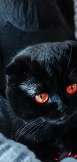 Black cat with glowing orange eyes on a dark background.