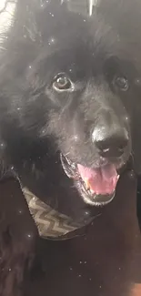 Smiling black dog in a cozy setting.