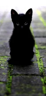 Black kitten sitting on mossy brick pathway.