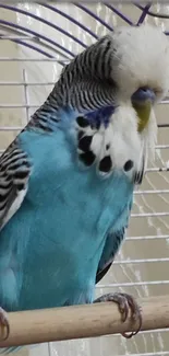 Vibrant blue budgie perched in a cage