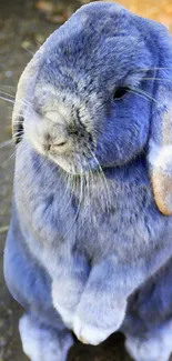 Adorable blue rabbit with velvety fur.