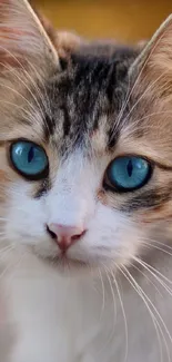 Close-up of a blue-eyed cat with striking features and white fur.