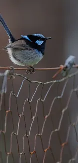 Blue wren perched on rustic wire fence with soft focus background.