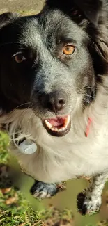 Happy Border Collie outdoor portrait with captivating eyes.