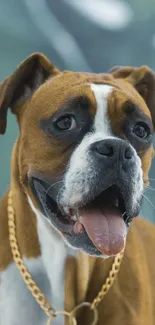 Boxer dog with chain in front of leafy background.