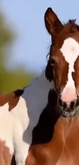 Close-up of a brown and white foal against a blurred background.