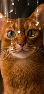 Close-up of a cat with stars on a brown-themed mobile wallpaper.