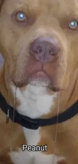 Brown pitbull dog with a black collar looking forward.