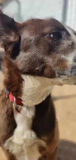 Charming brown dog with a red collar in a natural setting.