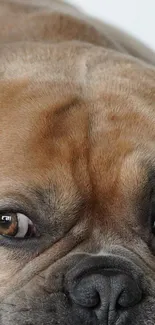 Close-up of a cute bulldog's face with expressive eyes.