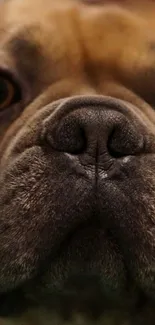 Close-up wallpaper of an adorable bulldog's face with expressive eyes.