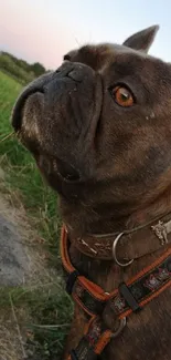 Charming bulldog on a nature walk in grassy field.