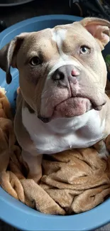 Bulldog resting in a cozy blue bed with toys nearby.