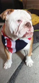 Cute bulldog standing near a cozy bed with a colorful scarf.