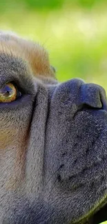 Close-up of a bulldog with a green nature background.