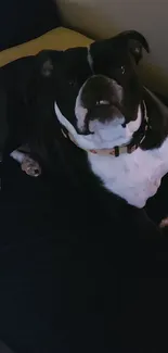 Charming black and white bulldog relaxing on a bed.