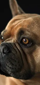 Close-up of a brown bulldog with expressive eyes on a mobile wallpaper.